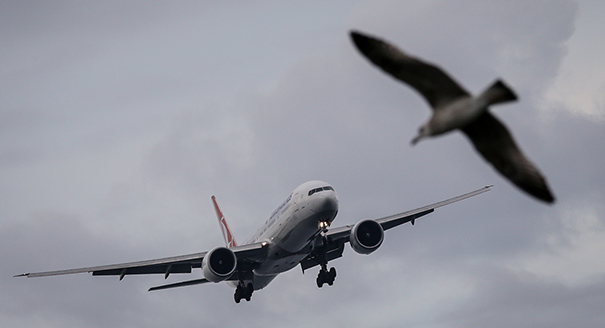 Почему летают птицы и самолеты?