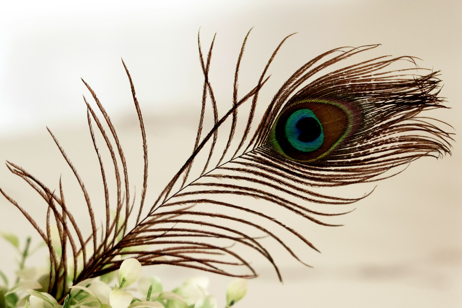 Живой мир: загадочный третий глаз