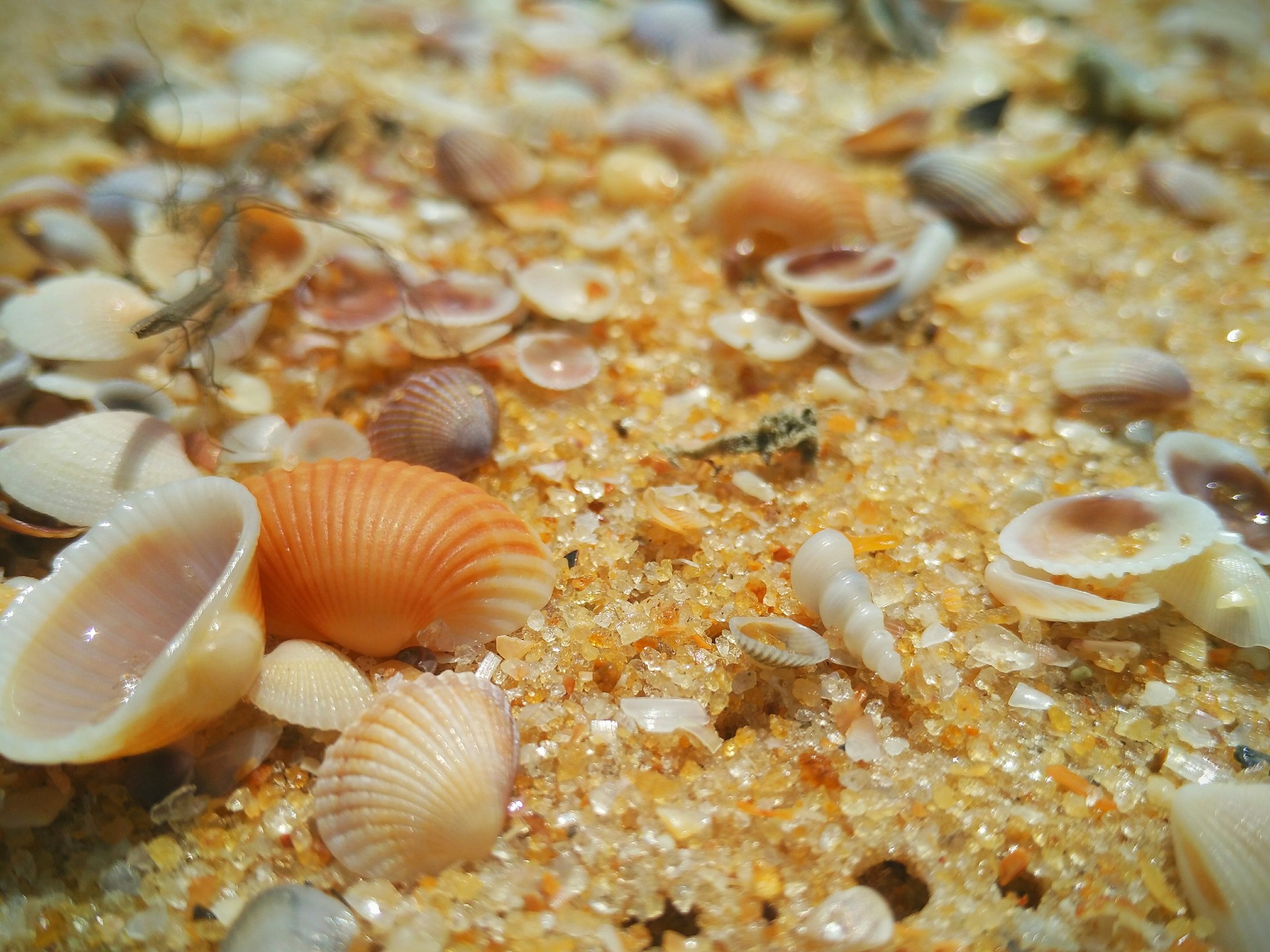 Моллюски на службе науки