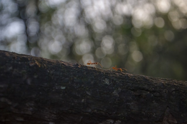 Государство муравьев: как живут эти насекомые?